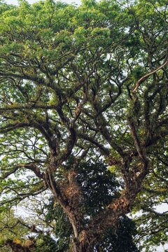 Sprawling branches of a giant rain tree covered with epiphytic ferns against lush green foliage.