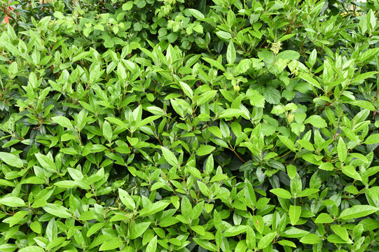 Lush Green Garden Hedge and Natural Foliage Background