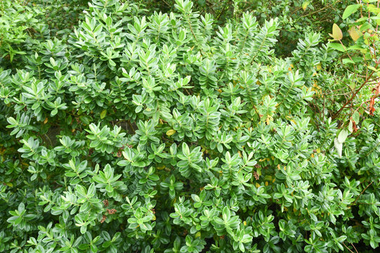 Lush Green Garden Hedge and Natural Foliage Background