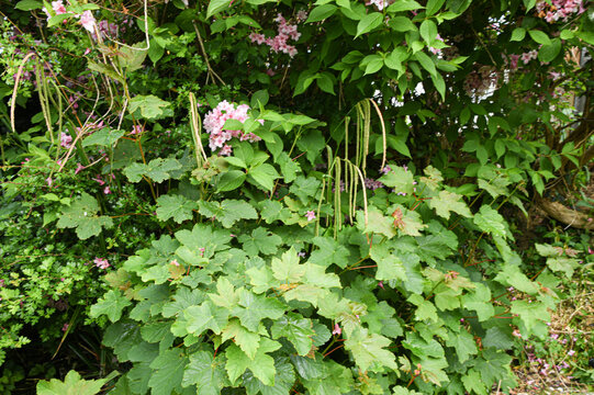 Lush Green Garden Hedge and Natural Foliage Background