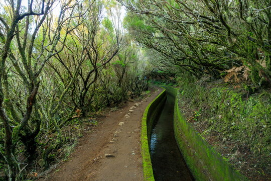 Calheta, Portugal - 07.12.2025: Mossy stone levada water channel and dirt path winding through a dense, twisted green forest canopy