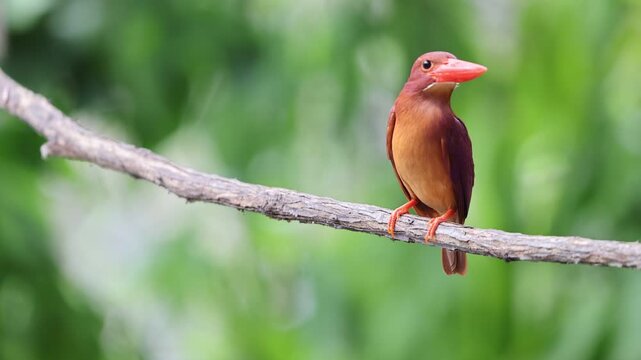 The ruddy kingfisher (Halcyon coromanda) is a medium-sized tree kingfisher, widely distributed in east and southeast Asia. This photo was taken in Java island(Halcyon coromanda minor).