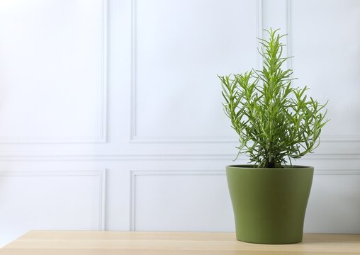 Rosemary plant growing in pot on the table, close-up. Aromatic herb.