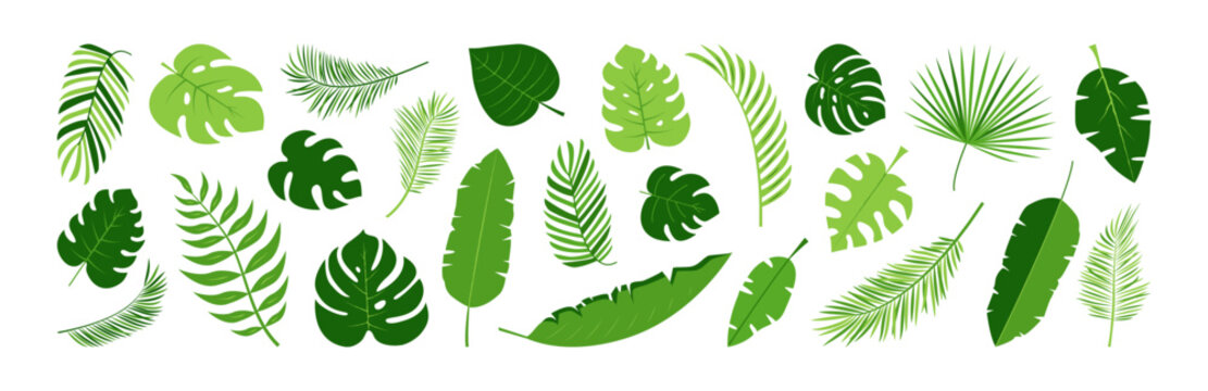 Palm leaf, summer green plant. Cartoon banana or coconut palm leaves. Tropic hawaiian foliage, pineapple simple jungle, abstract garden set isolated on white background. Nature vector illustration