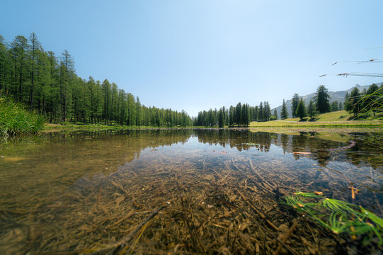 Lac de montagne aux eaux transparentes bord&eacute; de m&eacute;l&egrave;zes dans le Queyras