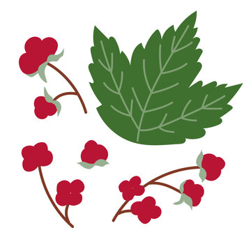 Botanical Stone Berry Branch with Red Berries and Green Leaf
