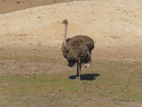 ostrich in the zoo