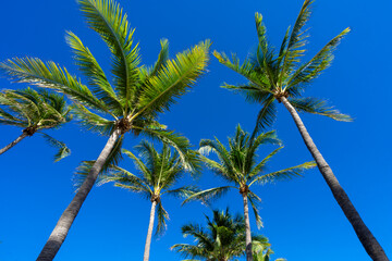 Naklejka na ściany i meble Tropical palm pattern. Nature tropical landscape. Summer coast view. Green palm tree on blue sky. Tropical paradise. Exotic background. Palm landscape. Tropics palm tree texture. Summer palms trees.
