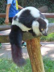 Fototapeta premium ring tailed lemur