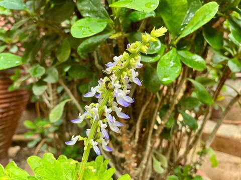 Close Up of Purple Coleus Plectranthus Scutellarioides Flower Spike with Variegated Leaves 