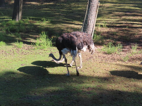 ostrich in the zoo
