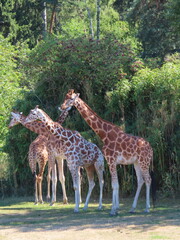 Zoo © LegusPic