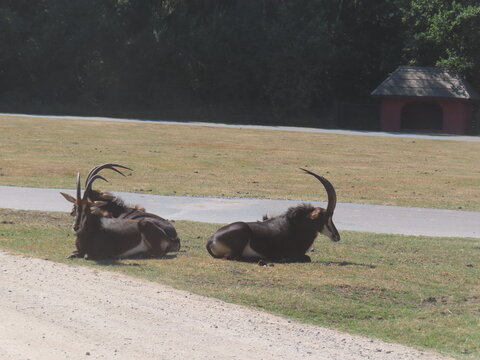 Zoo