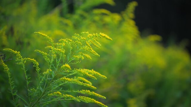 Blooming goldenrod plants in summer meadow