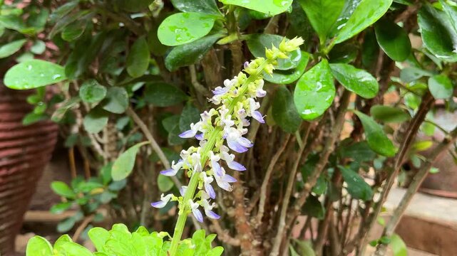 4K Video of Purple Coleus Flower Spike Swaying with Variegated Leaves in Garden