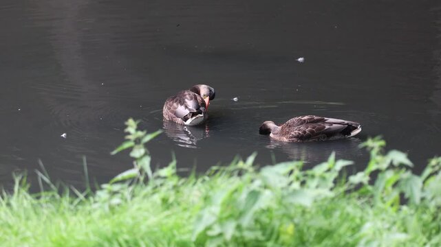 Pair of mallard ducks preening and swimming in a pond