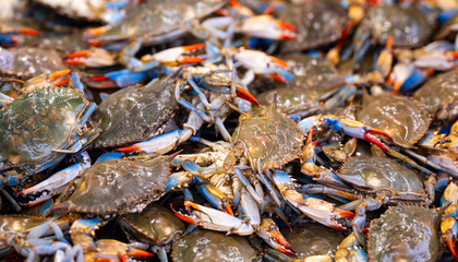 Blue crab shows natural shell color. Blue crab claws look fresh. Raw blue crab fills market pile. Fresh blue crab suggests coastal harvest. © Volodymyr
