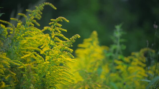 Blooming goldenrod plants in summer meadow
