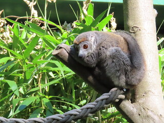 Naklejka premium lemur on tree