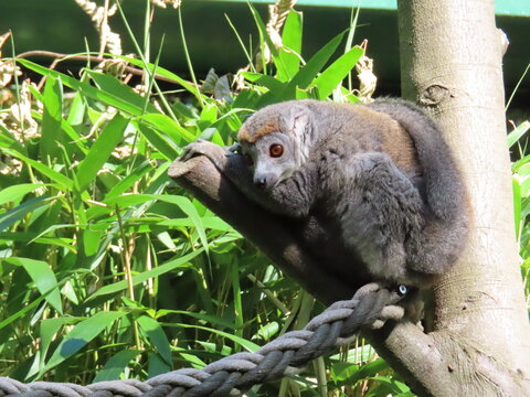 lemur on tree