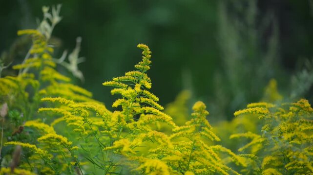 Blooming goldenrod plants in summer meadow