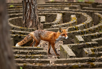 Naklejka premium Wild red fox navigating a complex maze, nature and wildlife conservation, animal intelligence and problem-solving in a natural habitat