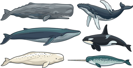 Realistic Whale and Marine Mammal Vector Illustration Set Featuring Blue Whale Orca Humpback Sperm Whale Narwhal and Beluga for Educational Media and Designs © Sharour