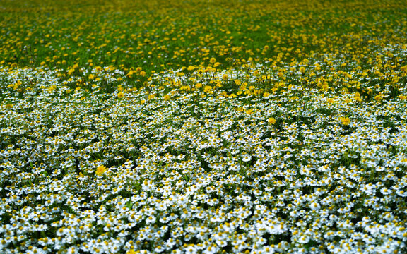 Wildflowers spread across green meadow. Dense wildflowers meet white daisy flowers. Wildflowers complement chamomile camomile background. Wildflowers define chamomilla bloom naturally.
