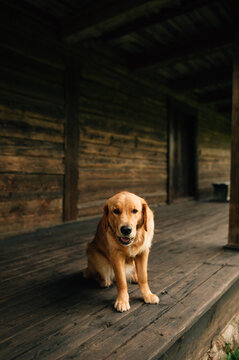 Golden dog in the summer