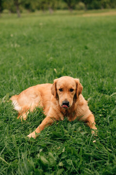 Golden dog in the summer