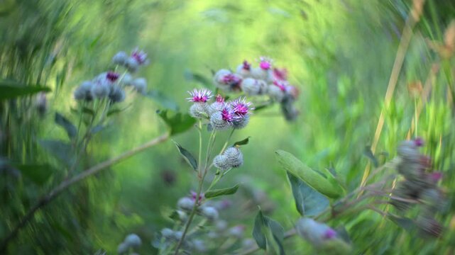 Burdock flower close-up. Blurred background