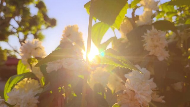 Sunlight filters through flowers at sunset