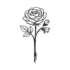 Fototapeta premium PNG Elegant minimalistic rose illustration