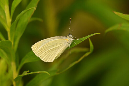 Close up of a Cabbage White Butterfly sitting on a leaf