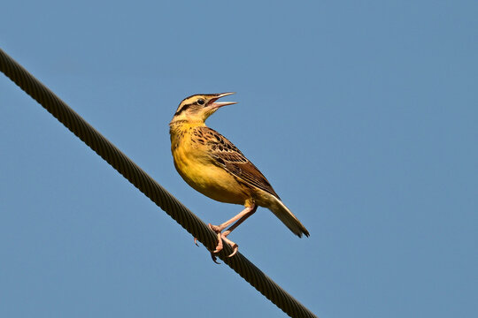 Colorful Eastern Medowlark bird sits perched on a hydro wire along a country road
