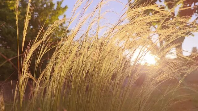 Tall grass stands in the sunlight as the sun sets