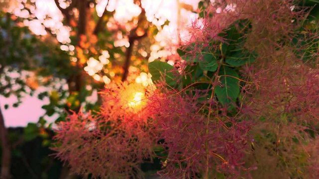Flowers of smoke tree bloom as the sun sets