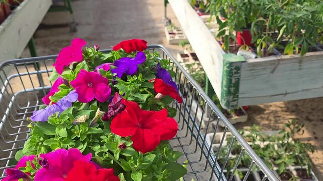 Flower shopping on a sunny day