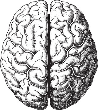 Detailed anatomical human brain illustration in a vintage black and white ink drawing style
