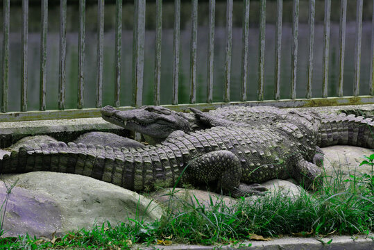 Large crocodiles resting on rocks inside an enclosure at a park with crocodile