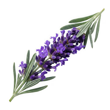 Fresh lavender sprig with purple flowers and green leaves isolated on transparent background
