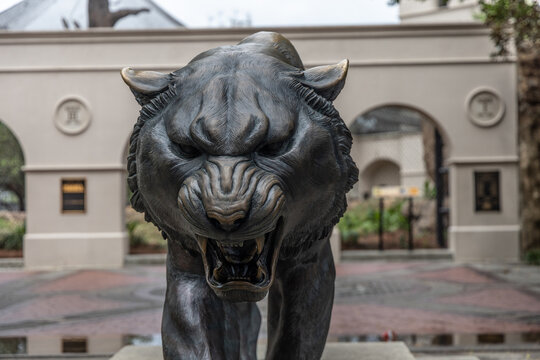 Baton Rouge, Louisiana, United States - 28 March 2023: View of the bronze Mike the Tiger statue at Louisiana State University, showing the snarling feline sculpture in front of an archway.