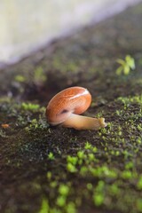 Macro Shot of Small Brown Garden Snail Crawling on Green Moss © Shuvendu
