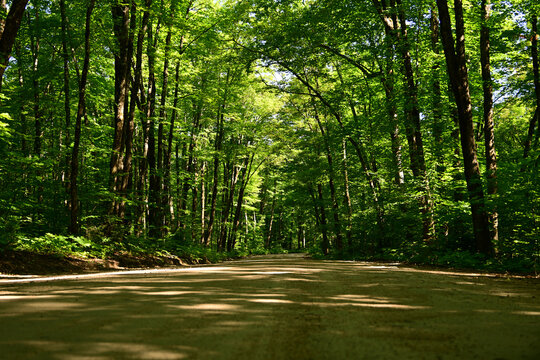 A dirt road leading through a lush overgrown harwood forest