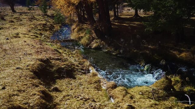 Sunlight filters through autumn trees beside a rushing creek. Water flows over mossy rocks, sparkling under golden light. Trees show vibrant yellow and green hues