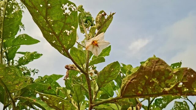 White Solanum Blossom Under Clear Day Sky