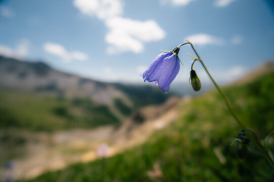 Campanule sauvage en fleur dans les alpages du Queyras