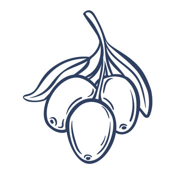 Olive cluster with three fruits, curved branch and long leaves in naive hand drawn outline. Packaging and food designs feature an olive cluster, vector illustration.