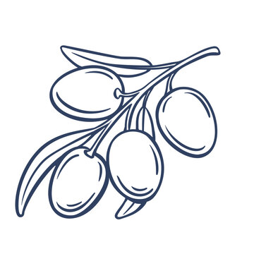 Olive branch with four fruits and narrow leaves in naive hand drawn outline. Menu, packaging and Mediterranean designs feature an olive branch, vector illustration.