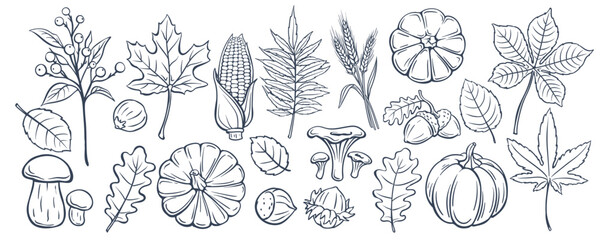 Fototapeta premium Autumn doodle set with pumpkins, leaves, mushrooms, corn, wheat, berries, nuts and acorns in hand drawn outline style. Scrapbooking and seasonal decor with autumn doodle set, vector illustration